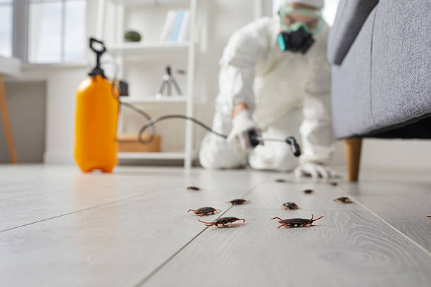 Post-Treatment Bed Bug Interceptor Monitoring in West Wood